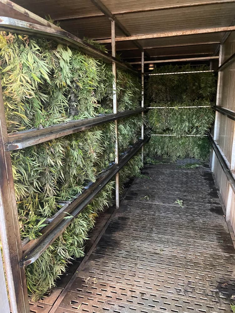 Sušenje - korak postopka Cannapopolis