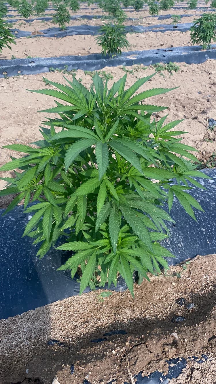 Vegetacija - korak postopka Cannapopolis